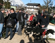 15 Jahre Tscheggenschaf-Verein Mieming – Über 100 Aussteller kamen zur Jubiläumsausstellung