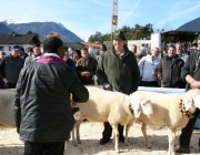 40 Jahre Schafzuchtverein Untermieming