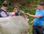 Almabtrieb Hochfeldern Alm 2016