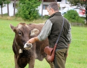 Almabtrieb Hochfeldern Alm 2016