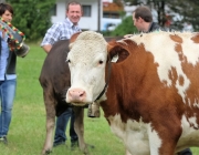 Almabtrieb Hochfeldern Alm 2016