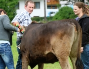 Almabtrieb Hochfeldern Alm 2016