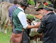 Almabtrieb Hochfeldern Alm 2016