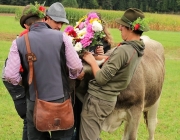 Almabtrieb Hochfeldern Alm 2016