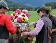 Almabtrieb Hochfeldern Alm 2016