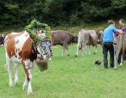 Almabtrieb Hochfeldern Alm 2016