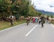 Almabtrieb Hochfeldern Alm 2016