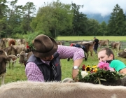 Almabtrieb Hochfeldern Alm 2016