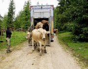 Almauftrieb Obermieming - Feldereralpe 2016