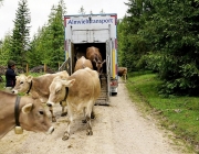 Almauftrieb Obermieming - Feldereralpe 2016