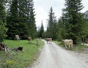 Almauftrieb Obermieming - Feldereralpe 2016