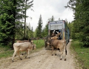 Almauftrieb Obermieming - Feldereralpe 2016