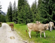 Almauftrieb Obermieming - Feldereralpe 2016