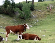 Almmesse auf der Marienberg Alpe – Hirtenfamilie geht nach 40 Jahren in den Ruhestand