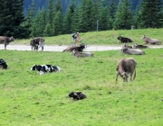 „Dorffest“ auf der Mieminger Hochfeldern Alm