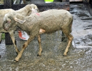 Frühjahrs-Schafbad Fiecht 2013 – „Was danach kommt, ist die Alm“