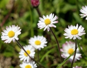 Frühlingserleben in Untermieming