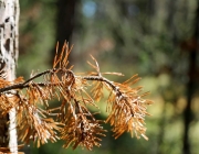 Mieminger Herbstwald – Der Goldene Herbst auf Abschiedstour