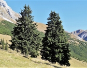 Almsommerfinale im Gaistal – Das Team der Hochfeldern Alm bedankt sich „für den schönen Sommer“