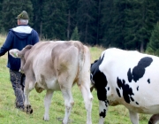 hochfeldernalpe-baubeginn (129 von 232)