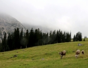 hochfeldernalpe-baubeginn (142 von 232)