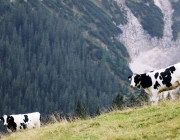 hochfeldernalpe-baubeginn (149 von 232)