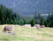 hochfeldernalpe-baubeginn (166 von 232)