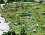 hochfeldernalpe-baubeginn (214 von 232)