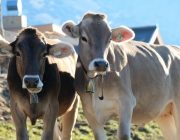 Ein Tag beim Hüttenteam auf der Hochfeldern Alm