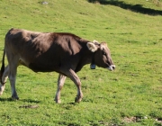 Ein Tag beim Hüttenteam auf der Hochfeldern Alm