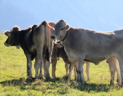 Ein Tag beim Hüttenteam auf der Hochfeldern Alm