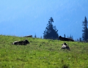 Ein Tag beim Hüttenteam auf der Hochfeldern Alm