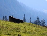 Ein Tag beim Hüttenteam auf der Hochfeldern Alm