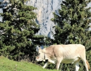 Ein Tag beim Hüttenteam auf der Hochfeldern Alm