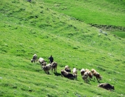 Hochfeldernalm 2013 – Vieh-Auftrieb ins Felderer Tal