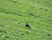 Hochfeldernalm 2013 – Vieh-Auftrieb ins Felderer Tal