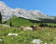 Hochfeldernalm 2013 – Vieh-Auftrieb ins Felderer Tal