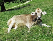 Hochfeldernalm 2013 – Vieh-Auftrieb ins Felderer Tal