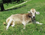 Hochfeldernalm 2013 – Vieh-Auftrieb ins Felderer Tal