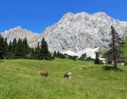 Hochfeldernalm 2013 – Vieh-Auftrieb ins Felderer Tal