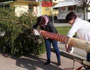 Der Maibaum 2017 In Barwies