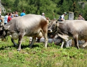 Almmesse auf der Marienberg Alm im August 2015