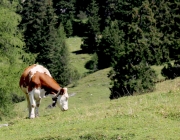 Almmesse auf der Marienberg Alm im August 2015