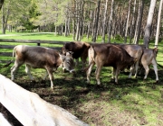 Viehauftrieb zum Vorberg der Marienbergalm – Auftakt zum Almsommer