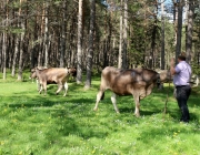 Viehauftrieb zum Vorberg der Marienbergalm – Auftakt zum Almsommer