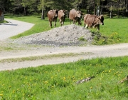 Viehauftrieb zum Vorberg der Marienbergalm – Auftakt zum Almsommer