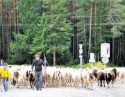 Schafschoad 2017 Seeben Alm/Untermieming – „Regen und Schnee im 20-Minuten-Takt“