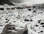 Schafschoad 2017 Seeben Alm/Untermieming – „Regen und Schnee im 20-Minuten-Takt“