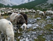 Schafschoad 2010 - Seeben Alm/Untermieming