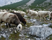 Schafschoad 2010 - Seeben Alm/Untermieming